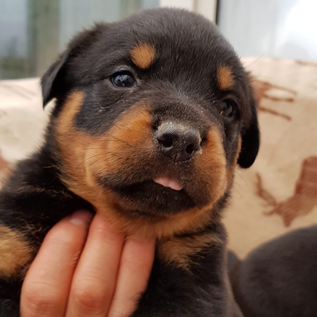 European rottweiler outlet puppies for sale