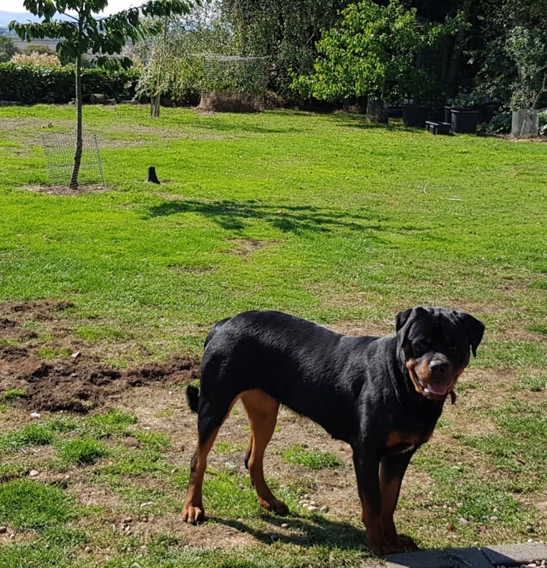 Female Rottweilers - Massive Rots 