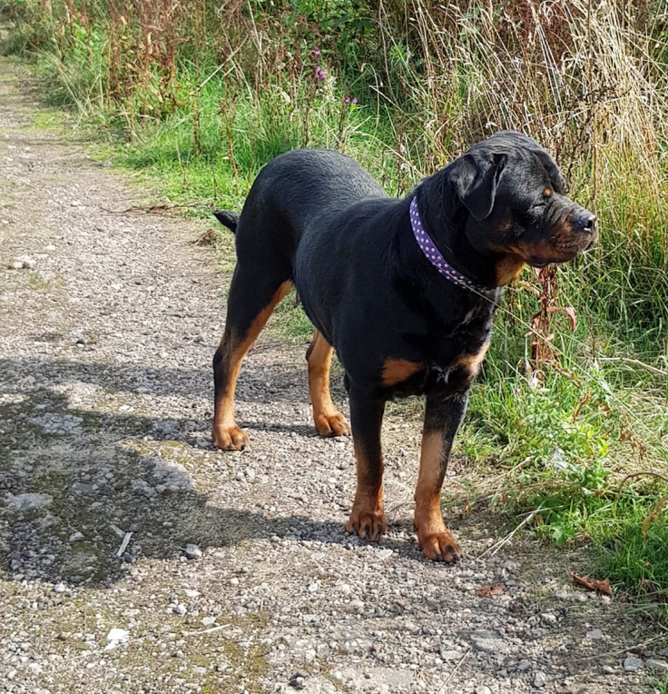 Female Rottweilers - Massive Rots | The biggest Rottweilers in the UK